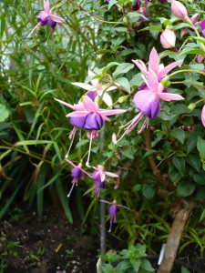 Lambada.JPG (165.02 KiB) 803 mal betrachtet Die Aufnahme ist von 2008