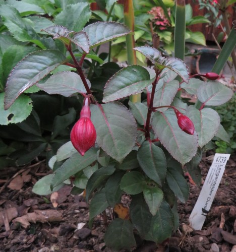 Lengenfelder Dunkle im Beet 2018