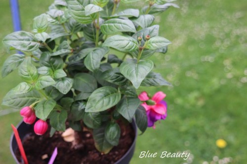 Fuchsie Blue Beauty.jpg