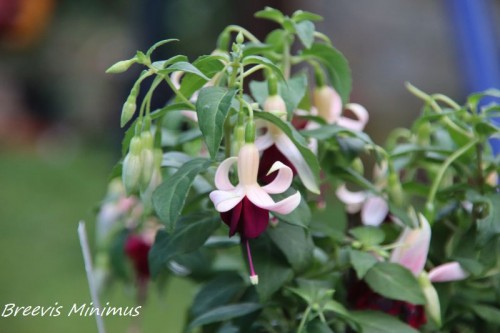 Fuchsie Breevis Minimus 3.jpg