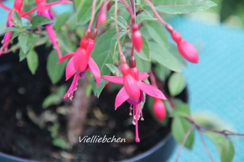 Fuchsie Vielliebchen 3.jpg