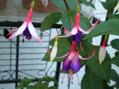 2015 Fuchsien Juni 2015 027.jpg