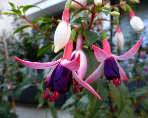 2016Fuchsien Sept.2 2016 009.jpg