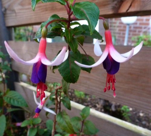 2016Fuchsien Sept.2 2016 016.jpg