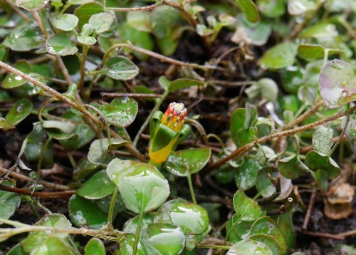 Fu.procumbens