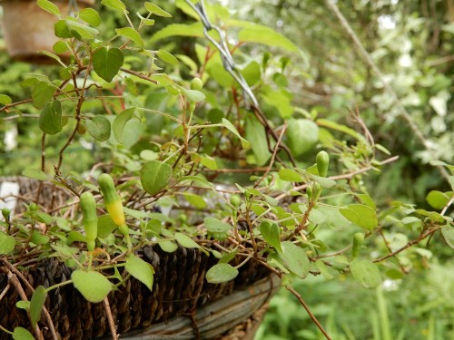 f.procumbens.jpg