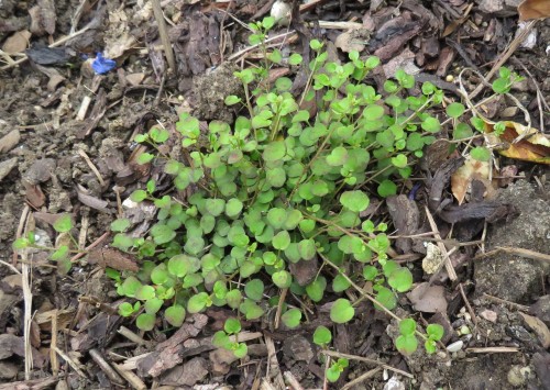 Procumbens 22.06.19.JPG