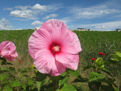 Riesenhibiskus