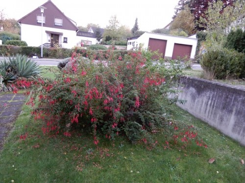 winterharte Fuchsien.jpg