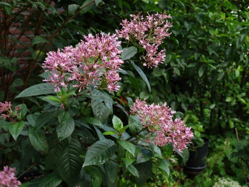 2 paniculata Reiman 9.jpg