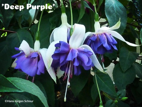 ’Deep Purple’