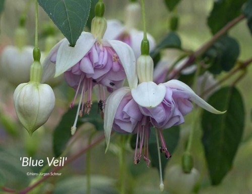 ’Blue Veil’