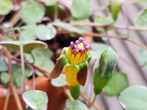 F. procumbens var. wirral.jpg