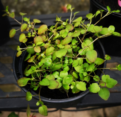 Procumbens Sämling 2020 07.02..jpg