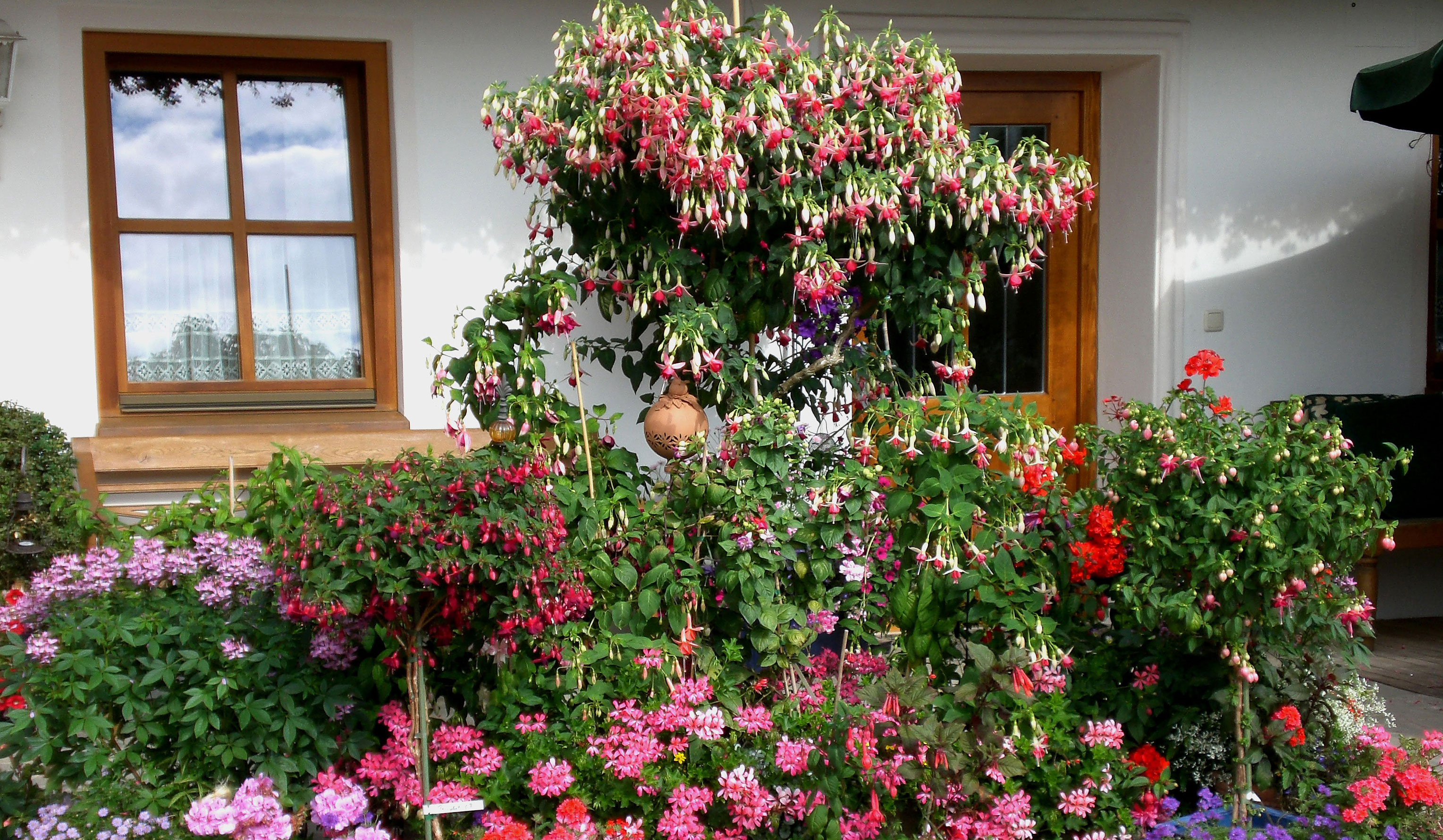 Aus dem Fuchsiengarten Stilla