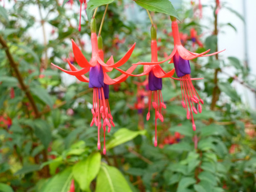 Nahaufnahme, diese Fuchsie habe ich schon viele Jahre, sie treibt ohne Winterschutz zuverlässig aus.