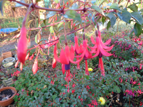 F.regia ssp.reitzii