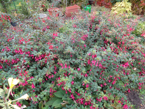 Beet mit winterharten Fuchsien, im Vordergrund `Ernst Naschke`