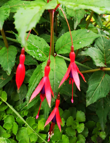 F. regia ssp reitzii 2021 07.05. 2.jpg