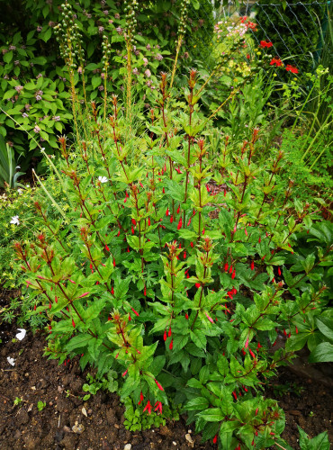 F.regia ssp reitzi 2021 07.05. 1.jpg