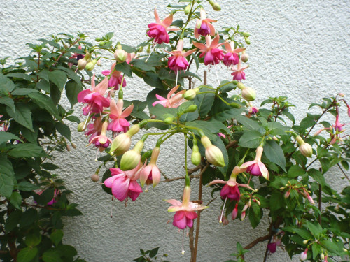 Blüte unten mit Schwebfliege