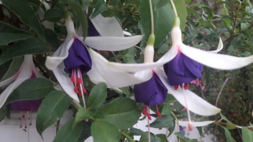 Fuchsie Jollies Florac