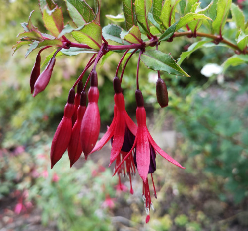 F. regia ssp. reitzii 2021 10.18. 3.jpg