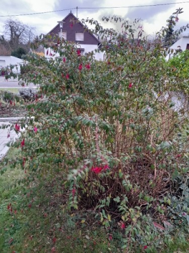 winterharte Fuchsien Ende November.jpg