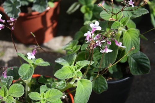 die Streptocarpus - ich finde sie ganz süss von den Blüten