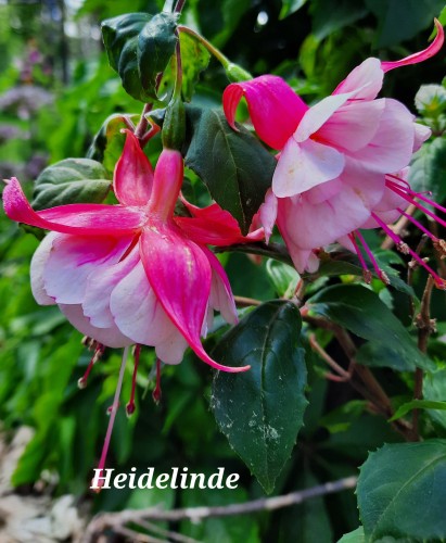 Heidelinde