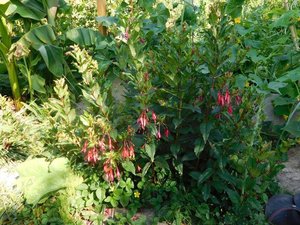 Fuchsia regia oder was.jpg