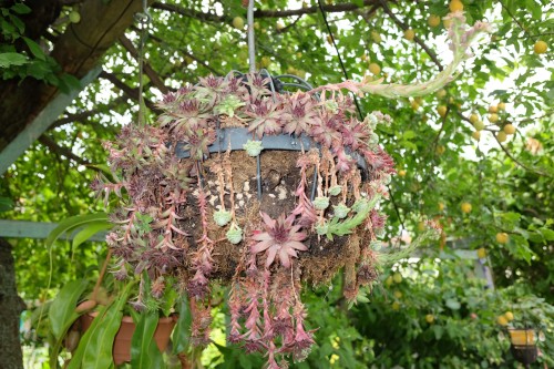 Hanging Basket