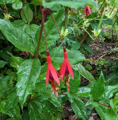 Fu.regia ssp.reitzii 2022 06.22. 1.jpg