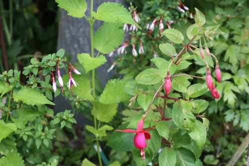 Mrs. Popple und Arauco mit kleinen Blüten