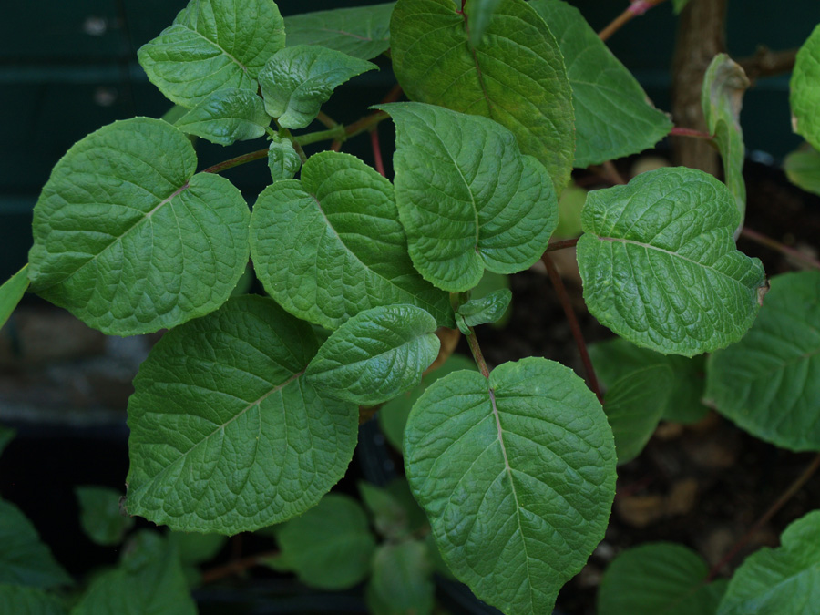 splendens long blad.jpg