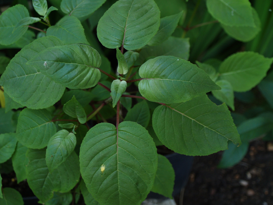 cordifolia blad.jpg