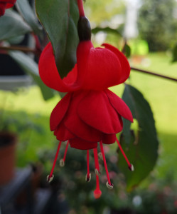 Botanischer Garten Augsburg 2020 07.08. 2.jpg