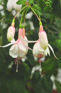 DSC_weiße Fuchsie 2 .jpg