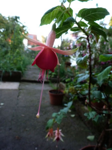 2013 Fuchsien neu 204.jpg