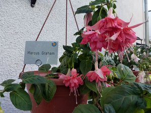 2016Fuchsien Juli4 Ganzhorn 2016 048.jpg