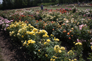 mehrere Felder mit den verschiedene Rosensorten