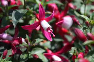 Neuheit Fuchsie