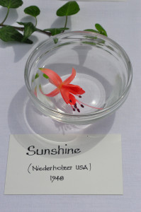 DSC_Sunshine.jpg