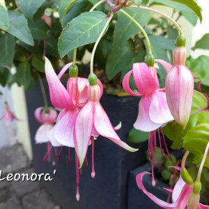 'Leonora'