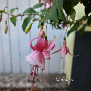 'Leonora'