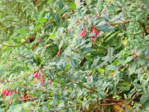 F.magellanica regia ssp reitzii  P1020722.JPG
