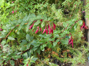 Helgoland  P1020719.JPG