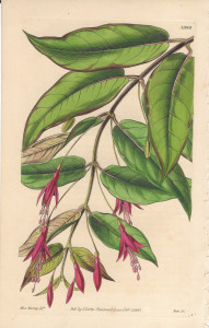 f. alpestris aus Curtis Botanical Magazine 1858