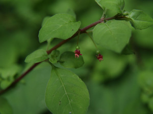 thymifolia thymifolia bloem klein.jpg