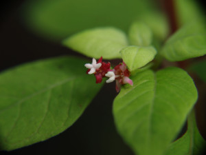 thymifolia thymifolia vrl bloem 2.JPG